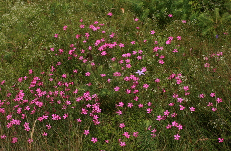 Heide-Nelke (Dianhtus deltoides) - © Emanuel Trummer